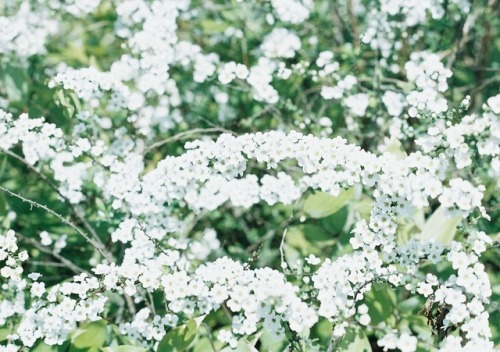 今年はゆっくり春を感じる . でも今週から 一気に気温が高くなるから 開花がどんどん進むかな？ . . 白い花の世界も好き . . ⚐74