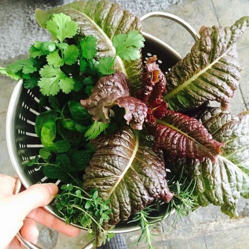 Six different herbs and red lettuce cut fresh from Belle Window Gardens 🌱🌿🌱 by omgitslexi