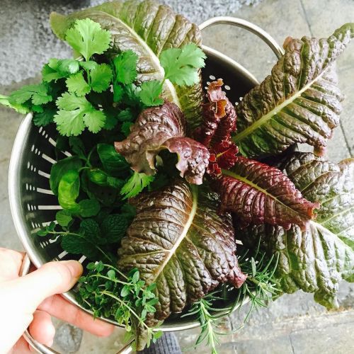 Porn Six different herbs and red lettuce cut fresh photos