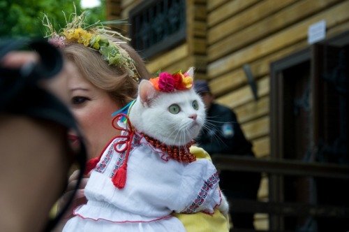 mostlycatsmostly:  (via fetaaa)