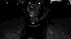 afroditeeex:r7vr7:Ruff