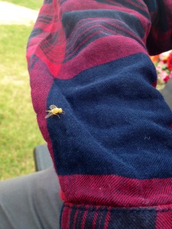 Interesting insects landing on Lionel. Patterns on patterns on campus.