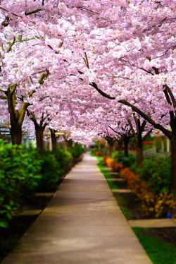 lifeisverybeautiful:  Cherry Blossom in Vancouver
