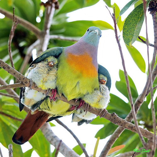 boredpanda: Birds Taking Care Of Their Babies