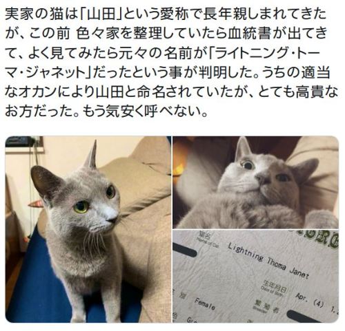 y-kasa:  すぃんや (Frasco): 「実家の猫は「山田」という愛称で長年親しまれてきたが、この前