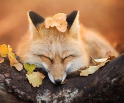 beautiful-wildlife:Sleepy fox by © Iza