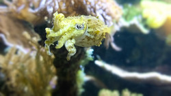lifeunderthewaves:  Mini Octopus? by berinoff