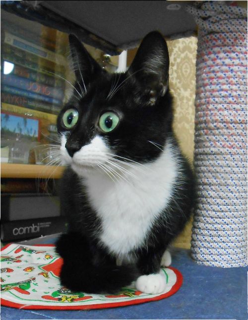 amateursleuth:platekini:end of the world eyesThis cat has seen some things