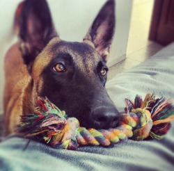 princess-ninaree:Look how beautiful this Belgian Malinois is!😍💕 I want one so badly!!!! I can’t wait to get one.