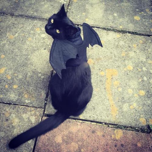 cutepetsuwu:I saw a few black cat posts. Hope I’m not too late. Here’s my little man Binx dressing u