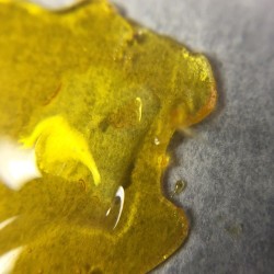 terpsincluded:  Shatterday #shatter #shatterday #oil #dabs #cleanmeds #gold #golddrop #golddropco #cannabis #prop215 #thc #710 #california #extracts #hash #concentrate #gojiog #liveresin #privatestock @golddropco