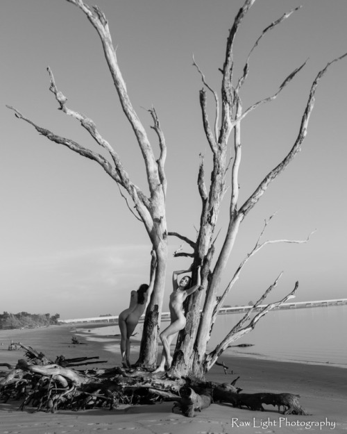 rawlightphotography: pritty-gritty and Floofie :  driftwood on the beach