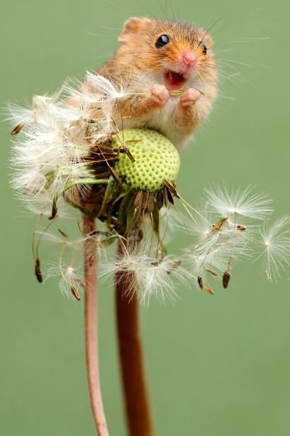 salemwitchtrials:Harvest mouse on a dandelion by Dean Mason