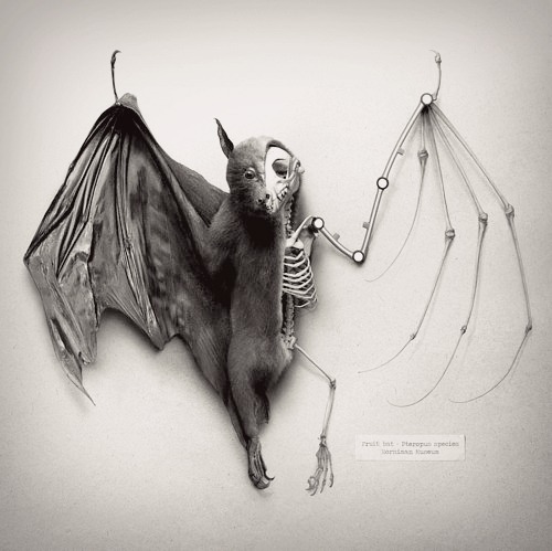 dancinginthevoid:   Fruit Bat. My edit ,enjoy :D 