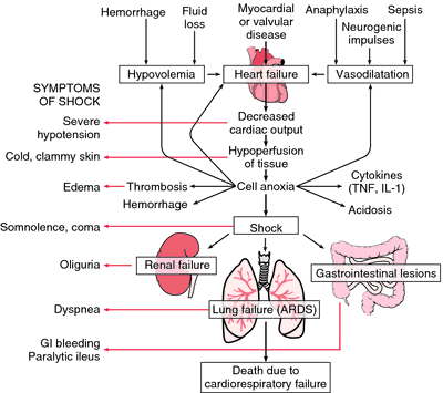 paraphyletic:  Image: Ivan Damjanov “Shock,” also known as circulatory shock, happens wh