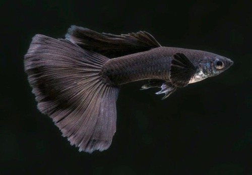 seatrench: Black Moscow Guppy(source)