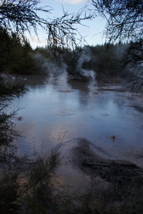 angelatyla:Thermal mud poolsRotorua, New Zealand