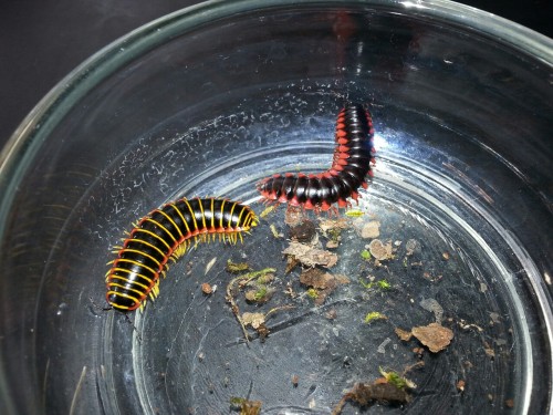 entoderek:  Millipedes of the day 