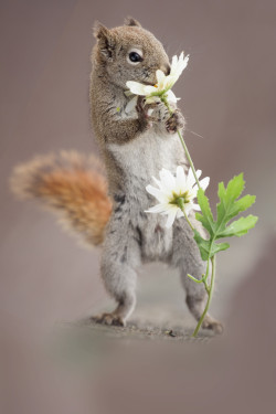 earthandanimals:   Squirrel and flower by Andre