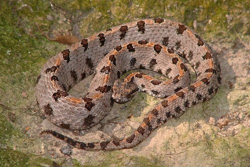 animaltoday:  Pygmy Rattlesnake (Sistrurus miliarius barbouri)  or dusky pigmy rattlesnake, small ground rattlesnake, hog nosed rattler About 20 inches long, it is quite thick for its size.  The coloration of this snake can vary from pale grey to a
