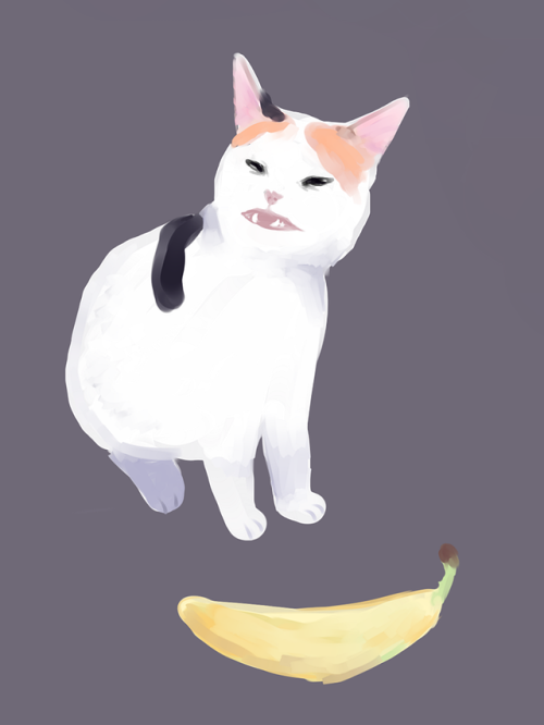 jeptefer:bananananana cat