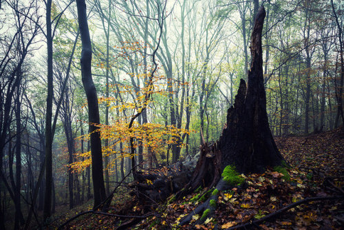 Forest stuff by Gruenewiese86 on Flickr.