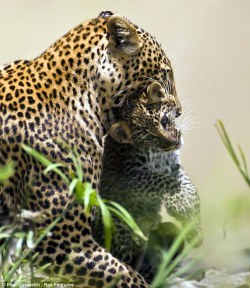 magicalnaturetour:  Maternal instinct: Moving