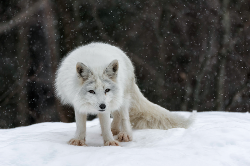 nubbsgalore:  les animaux en hiver, part two. photos by greg schneider, daniel parent, christopher dodds, michael cummings, roeselien raimond, michelle valberg and dan kitwood (see also: part one and birds)  