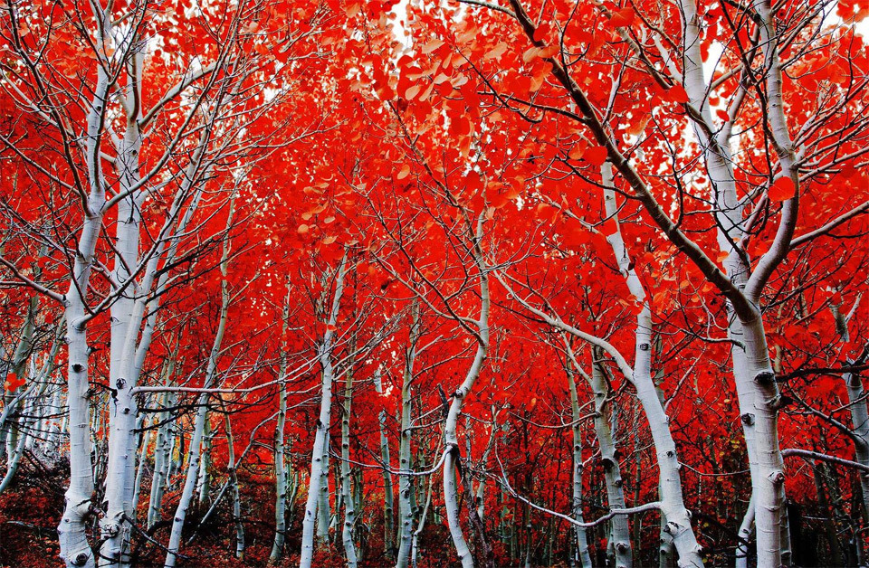 fireandshellamari:  themomentswelongfor:  odditiesoflife:  The Most Beautiful Trees
