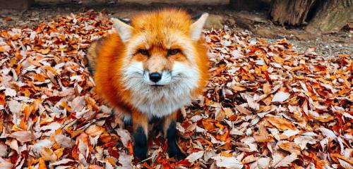 everythingfox:Miyagi Zao Fox Village