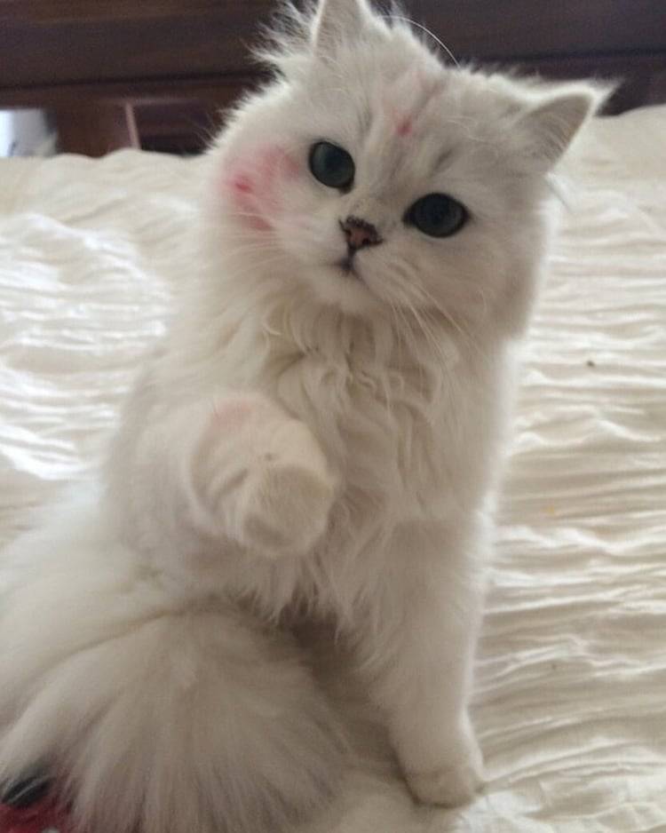 princess