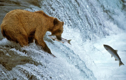 fuck-yeah-bears:  Artwork by Harry Eggens.