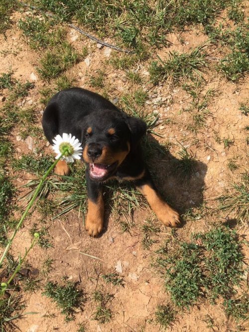 babyanimalgifs:pupper vs flower