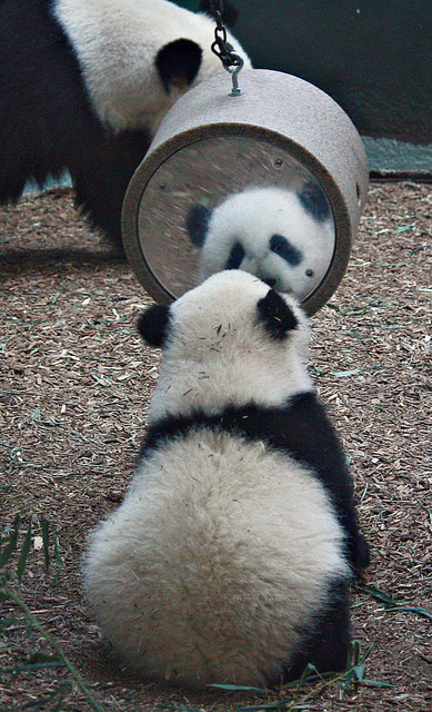 haveueverlovedawoman:  Mei Lun, is that you? How did you get over there?! by Kia