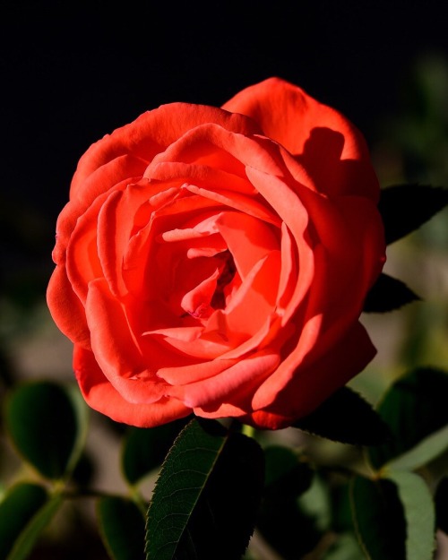 yellowrose543:Golden Hour RoseRichard-Davis On Flickr 