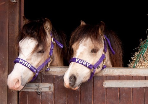 Fire and Fury would make swell pony names.
