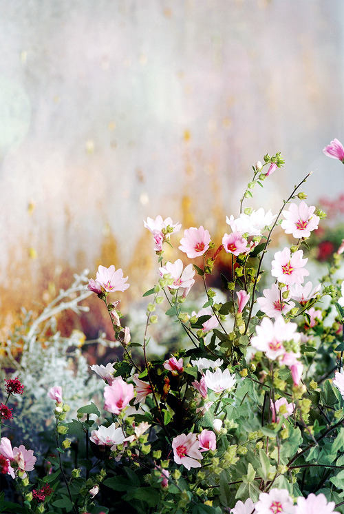 wolf-teeth:  　 (by sunny.papico)