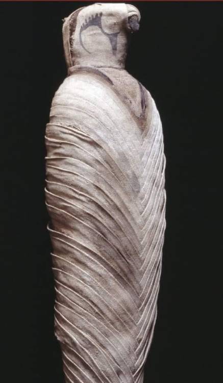 Mummy of a mummified falcon made of linen liner the ancient Egyptian called (Neftis plait) How big d