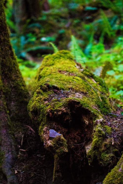 nature-hiking: Fallen Trees 1/? - Olympic National Park, WA, June 2017 photo by nature-hiking to cel