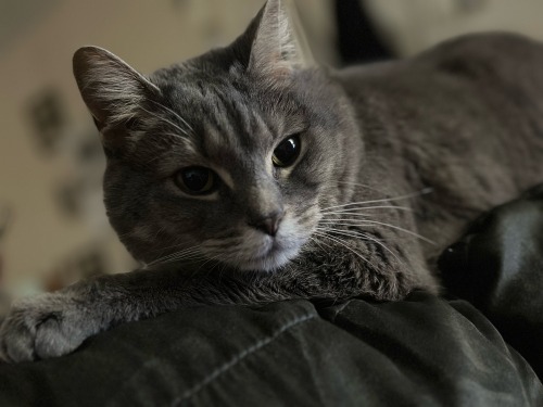 Nyla Loves To Relax, Just Like Her Mother (me).