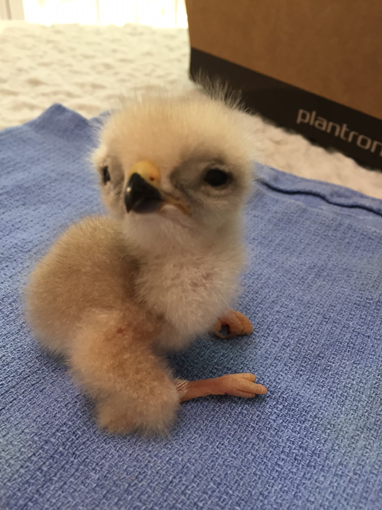 why-animals-do-the-thing: crc-rehab-blog: We admitted and re-nested our first red-shouldered