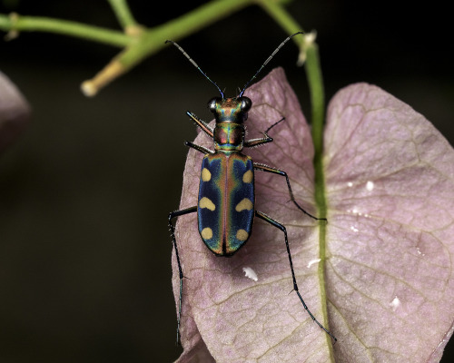 onenicebugperday: Golden-spotted or blue-spotted tiger beetle, Cicindela aurulenta, CarabidaeLi