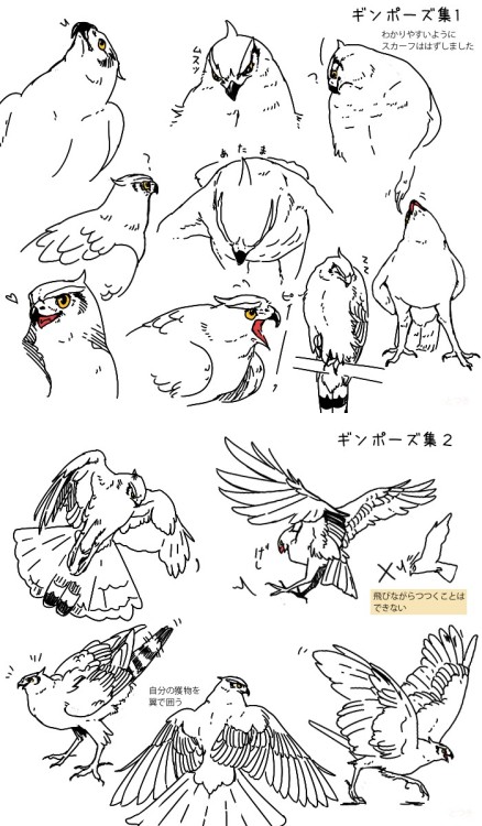 digiartlab: 鳥やタカを描いてみよう How to Draw Birds 