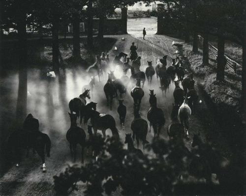 last-picture-show:Hein Gorny, Pferde, 1936