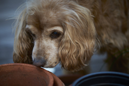 Jenny-bear, 15 this year, my little adoring and adorable shadow.67/365