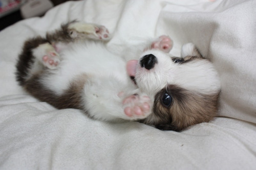 thebabyanimals:  beautiful blog full of baby animals!