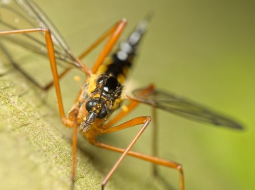 onenicebugperday:Giant wasp-mimic crane flies in the genus Ctenophora, Tipulidae, DipteraPhoto 1 by 