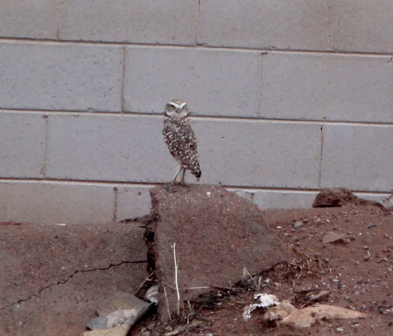 came upon this owl the other day