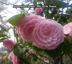 srsfunny:  Camellias Are Beautiful Flowershttp://srsfunny.tumblr.com/