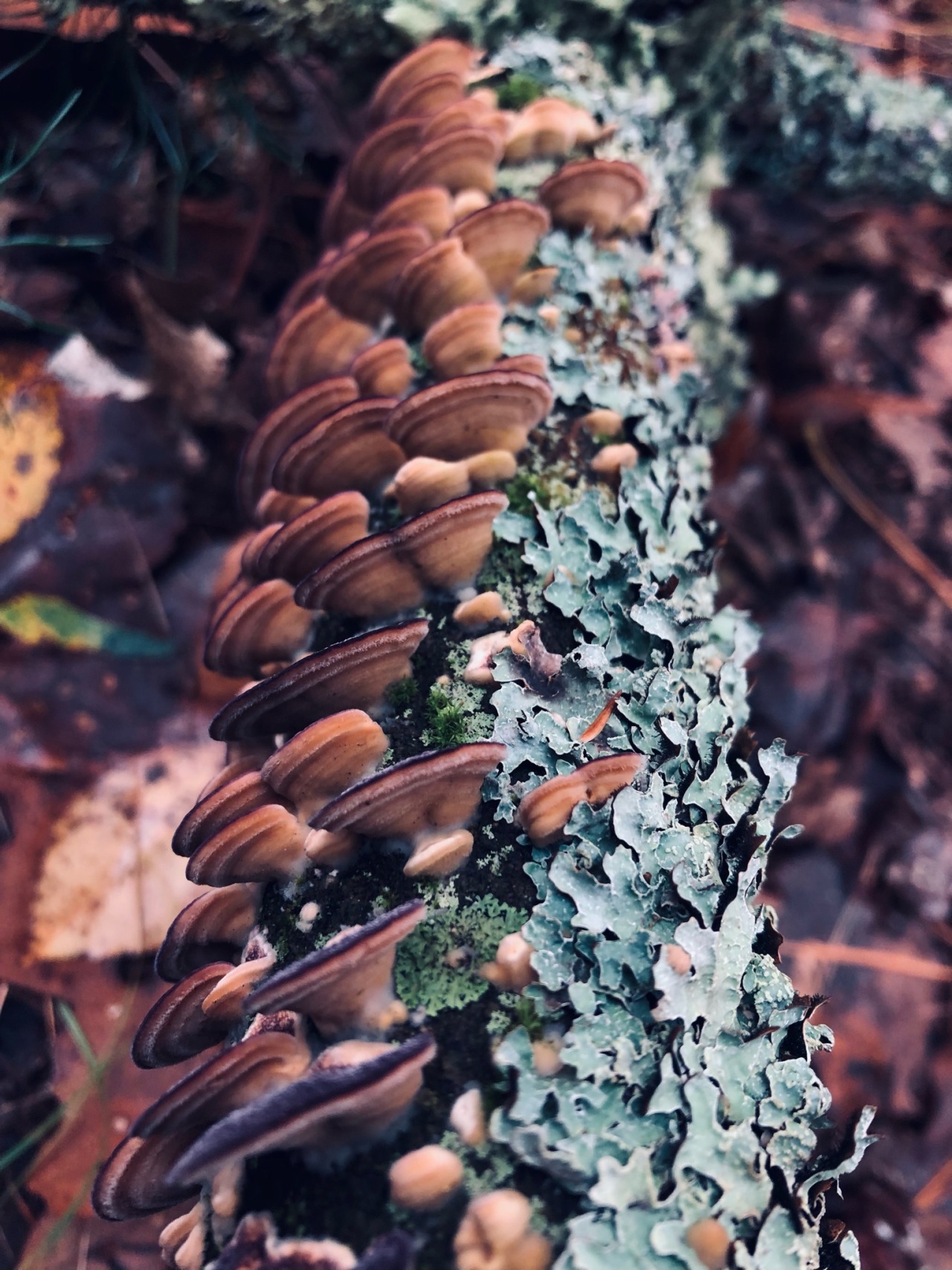 image id. a log viewed from one end. one side is covered in fan golden fan shaped fungi with purple edges  the other with bright teal lichen. leaves litter the ground below